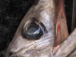 öga av färsk svärdfisk skaldjur på ortigia syrakus sicilien fisk marknadsföra Italien foto