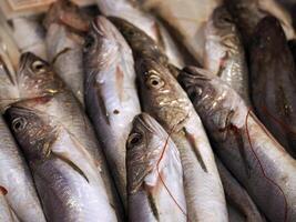 torsk färsk fisk skaldjur på ortigia syrakus sicilien fisk marknadsföra Italien foto