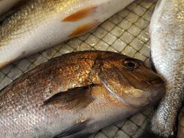 färsk fisk skaldjur på ortigia syrakus sicilien fisk marknadsföra Italien foto