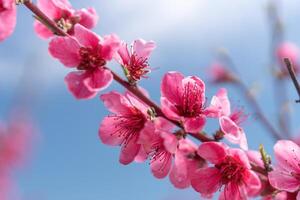 rosa blommor persika träd gren med en blå himmel i de bakgrund. de blommor är i full blomma och de himmel är klar och ljus. foto
