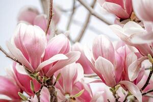 magnolia sulanjana blommor med kronblad i de vår säsong. skön rosa magnolia blommor i vår, selektiv fokusering. foto