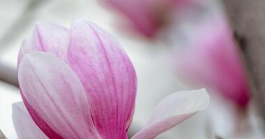 magnolia sulanjana blommor med kronblad i de vår säsong. skön rosa magnolia blommor i vår, selektiv fokusering. foto