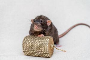svart råtta. rolig svart råtta dumbo sitter på en vit matta med en låda. symbol av de kinesisk ny år. foto