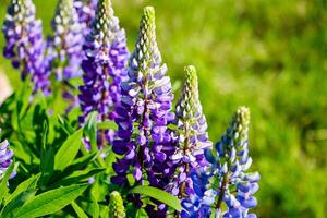 lila lupin blommor i solen. blommande vilda växter. lupinfält. foto