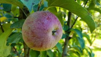 ett helt rött äpple med gröna löv hängande på en trädgren i trädgården en solig vårdag. skörda en mogen frukt säsongsskörd. foto