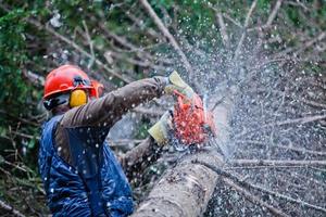 professionell skogshuggare som hugger ett stort träd i skogen foto