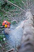 professionell skogshuggare som hugger ett stort träd i skogen foto