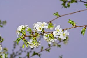 de körsbär träd är i blomma foto