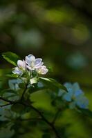 grenar av ett blommande äppelträd foto