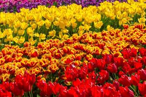 vår blomning, tulpan fält i full Färg foto