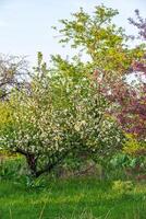 vår blomma, gren av en blomstrande äpple träd på trädgård bakgrund foto