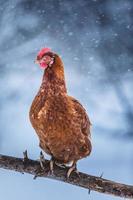 tama ägg kyckling på en trä gren under vinter storm. foto