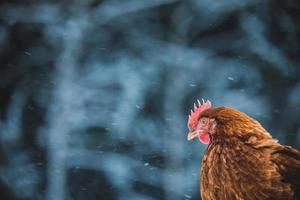 inhemska rustika ägg kyckling porträtt under vinter storm. foto