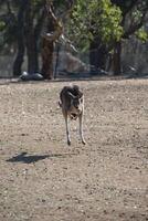 känguru i phillip ö vilda djur och växter parkera, Victoria, Australien foto