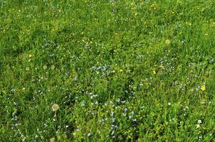 vild blomma i de bergen foto