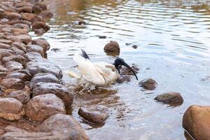 australiska vita ibis foto