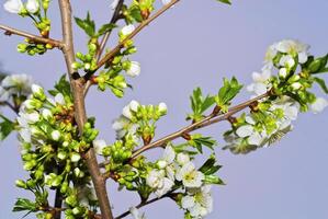 de körsbär träd är i blomma foto