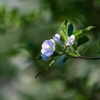 grenar av ett blommande äppelträd foto