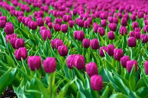 de tulpaner, blomning i en trädgård. färgrik blommor foto