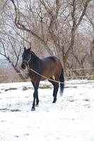 häst vinter- i de eftermiddag på promenad foto