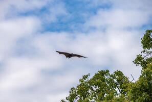 en flock av flygande rävar. Australien. quinsland foto