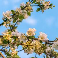 vår blomma, gren av en blomstrande äpple träd på trädgård bakgrund foto
