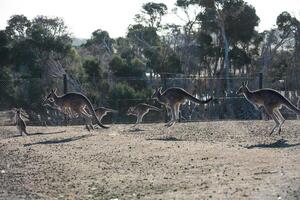 känguru i phillip ö vilda djur och växter parkera, Victoria, Australien foto