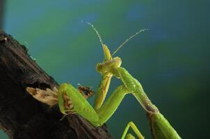 gröna mantis äter en gräshoppa foto