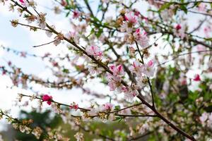 toowoomba karneval av blommor foto