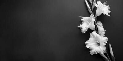 bakgrund för sympati kort. svartvit Foto av tre vit blommor på svart bakgrund. kopia Plats