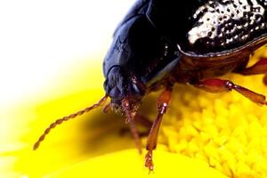 chrysolina bankii insekt foto