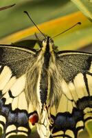 gammal värld makaonfjäril - papilio machaon gorganus foto