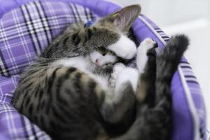 söt kattunge sova, husdjur kärlek begrepp foto
