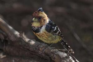 akacia pied barbet,kruger nationell parkera, söder afrika foto