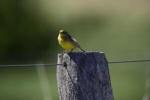 saffran fink ,sicalis flaveola, la pampa, argentina. foto