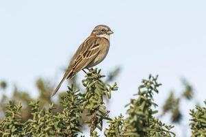 rufous krage Sparv, zonotrichia capensis, patagonien, argentina foto