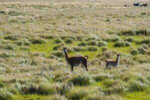 guanacos i pampas gräsmark miljö, la pampa provins, patagonien, argentina. foto