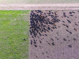 kött produktion, boskap i pampas område, antenn utsikt, Argentina foto