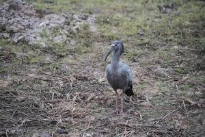 plumberig ibis, mato grosoo, pantanal, brasilien foto