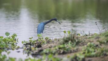 liten blå häger, egretta caerulea, pantanal, Brasilien foto