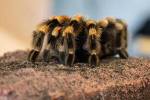 mexikansk rödknä tarantel, brachypelma smithi foto