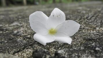 frangipani blomma på cement golv, mjuk fokus, selektiv fokus foto