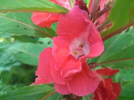 impatiens balsamin l är en växt ursprung från Asien. detta växt är ett årlig eller tvåårig växt och har vit, röd, lila eller rosa blommor. de form av de blommor liknar små orkidéer. foto