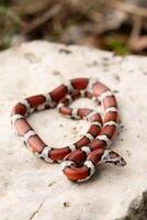 röd mjölk orm, lampropeltis triangulum foto