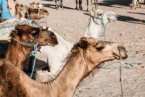 arab kamel eller dromedar också kallad en enpuckel kamel i de sahara öken, douz, tunisien foto