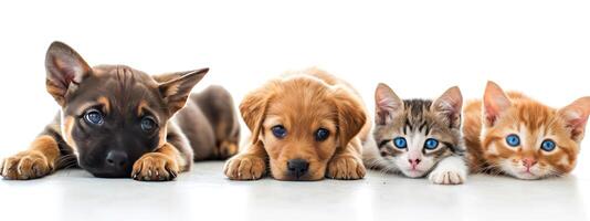 ai genererad veterinär undersökning av hundar och katter, valp och kattunge på de veterinär. djur- klinik. sällskapsdjur undersökning och vaccinationer, sjukvård foto