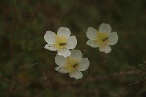 tre gånger gul vit blomma, kreativ fotografi, dubbel exponering, foto