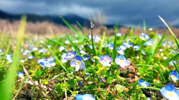 blå blommor på äng, vår, blomma foto