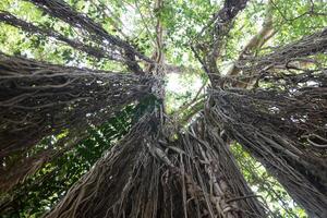 banyan träd av liv i goa. foto