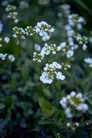 en små vit vår blommor, textur, bakgrund foto